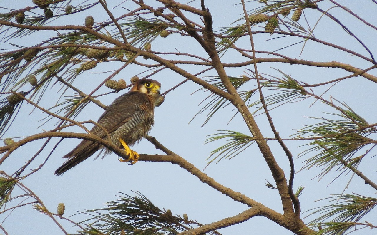 Adult Red-necked Falcon in a casuarina tree