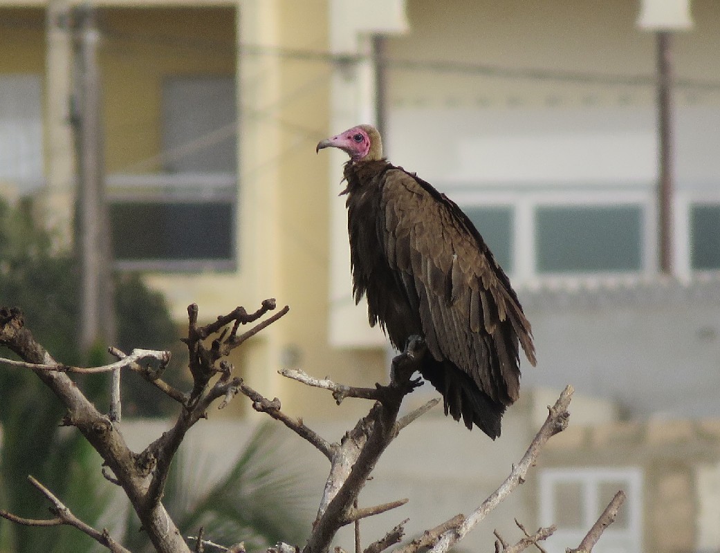 Hooded Vulture roosting on a small tree