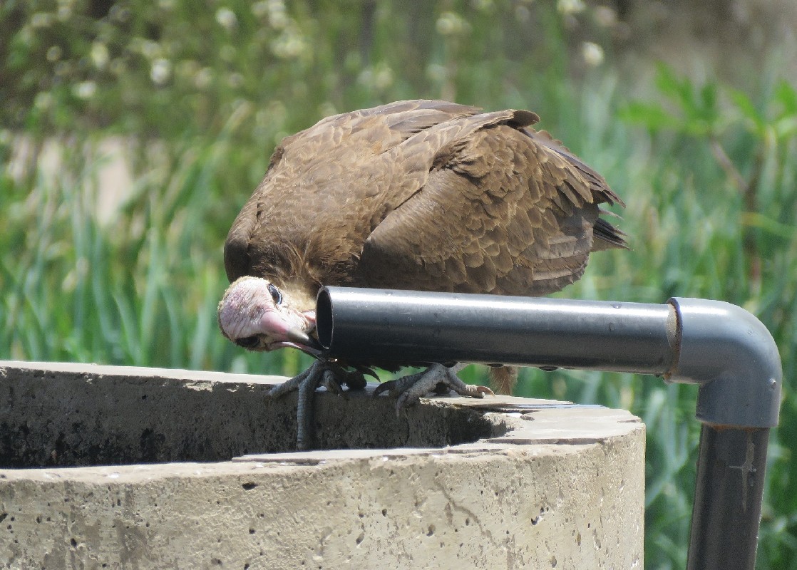 Hooded Vulture drinking from a tap