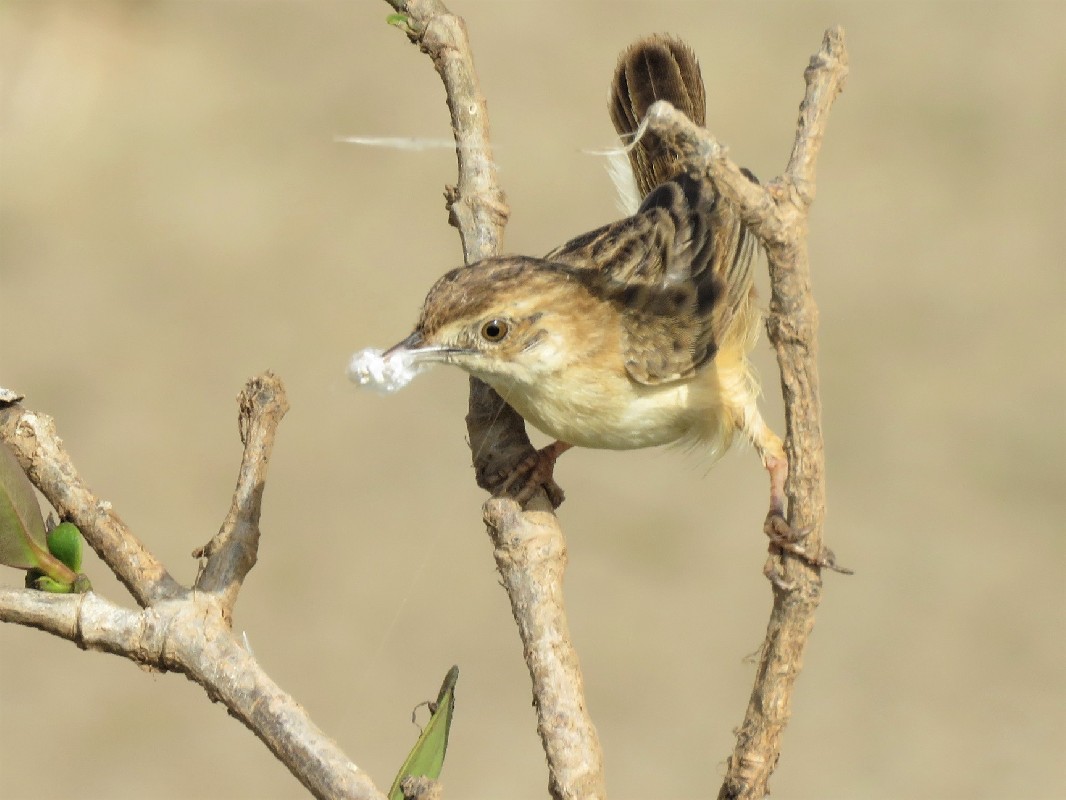 Zitting Cisticola with material for nest building