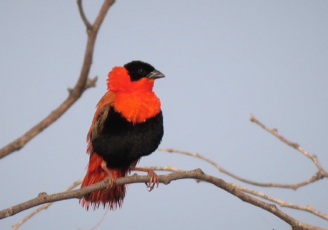 Northern Red Bishop male in worn plumage