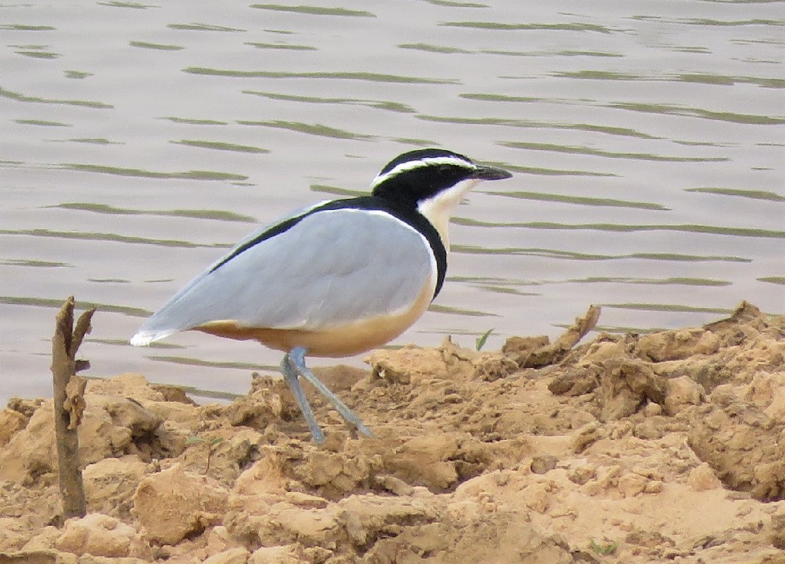 Egyptian Plover in northern Senegal