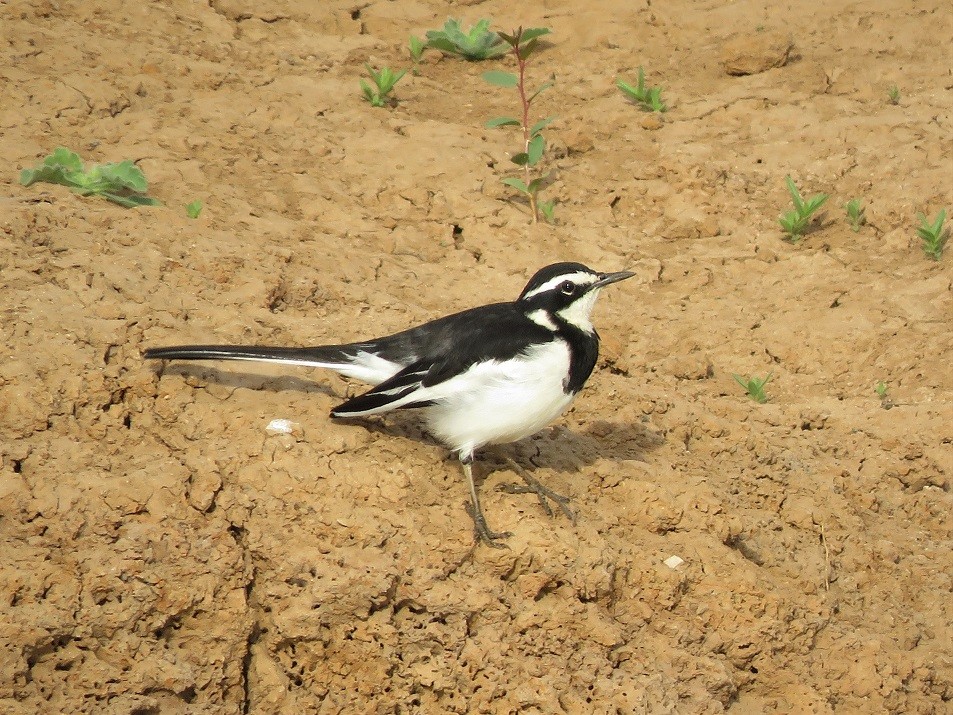 African Pied Wagtail on the bank of the river Gambia