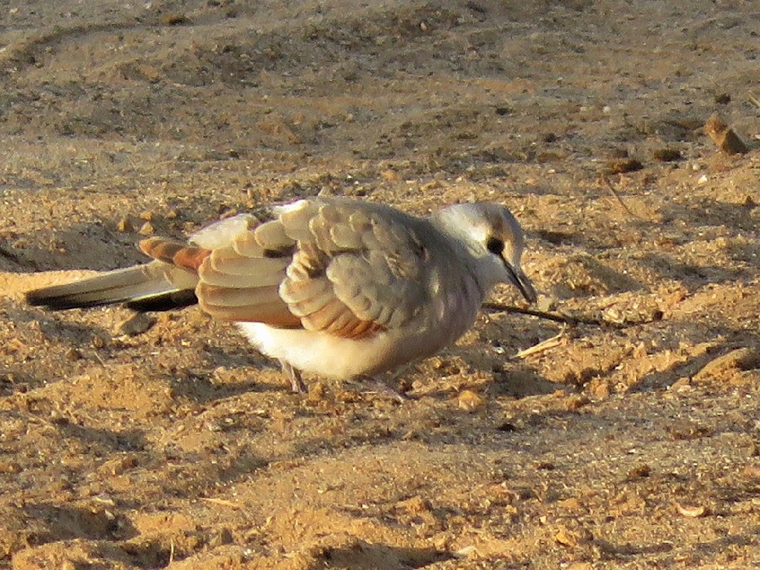 Black-billed Wood Dove feeding on the ground
