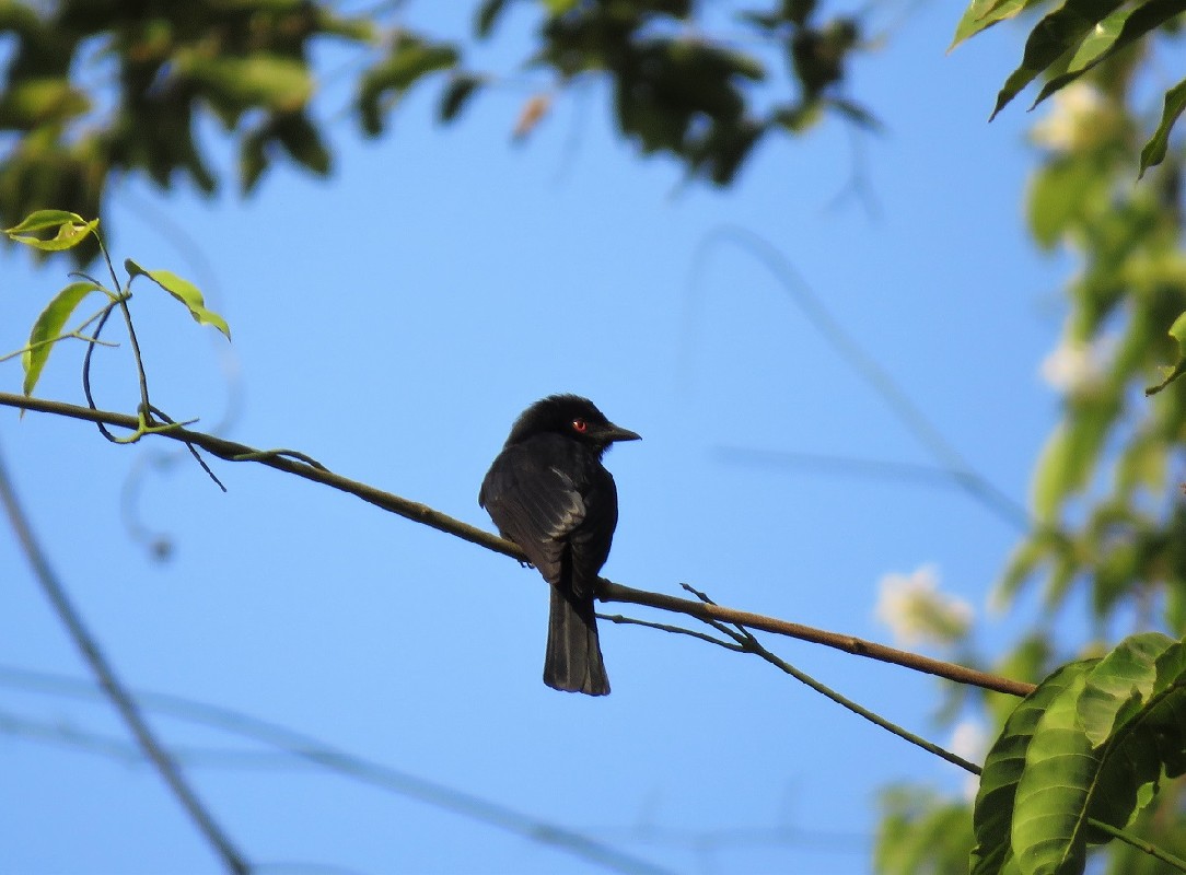 The newly described Western Square-tailed Drongo, Casamance
