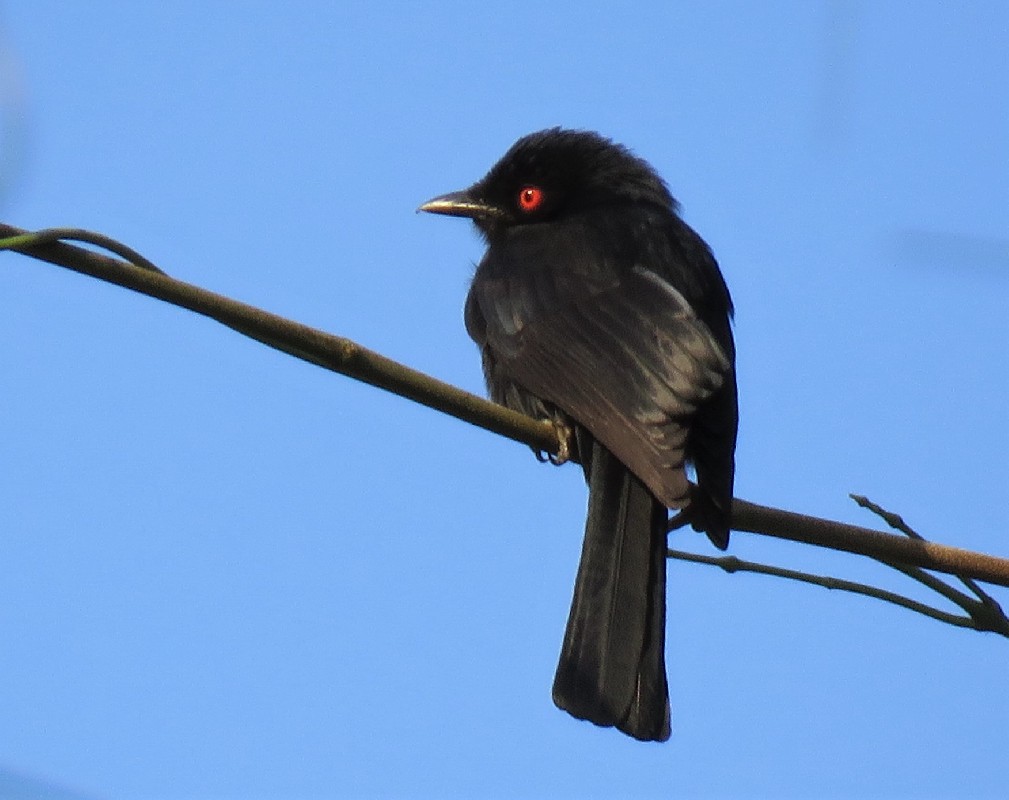 Western Square-tailed Drongo in Casamance