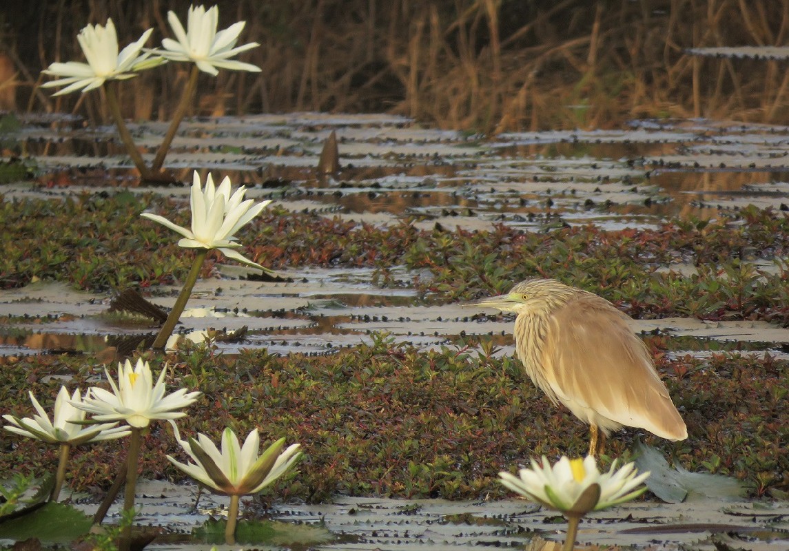 Squacco Heron on the upper Casamance river