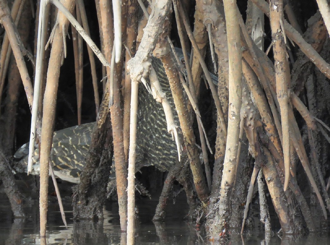 White-crested Tiger Heron in the Saloum delta