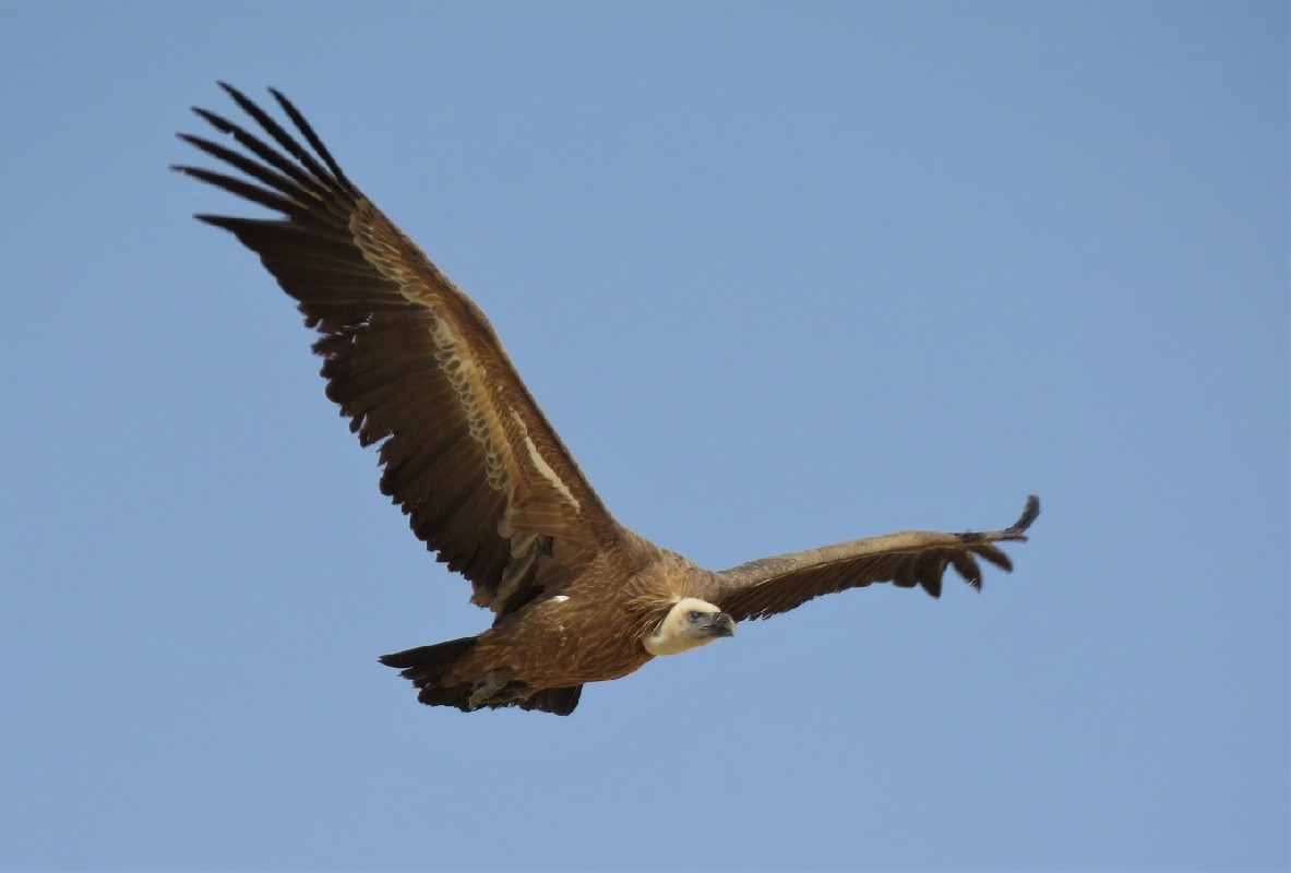 Griffon Vulture in Djoudj NP