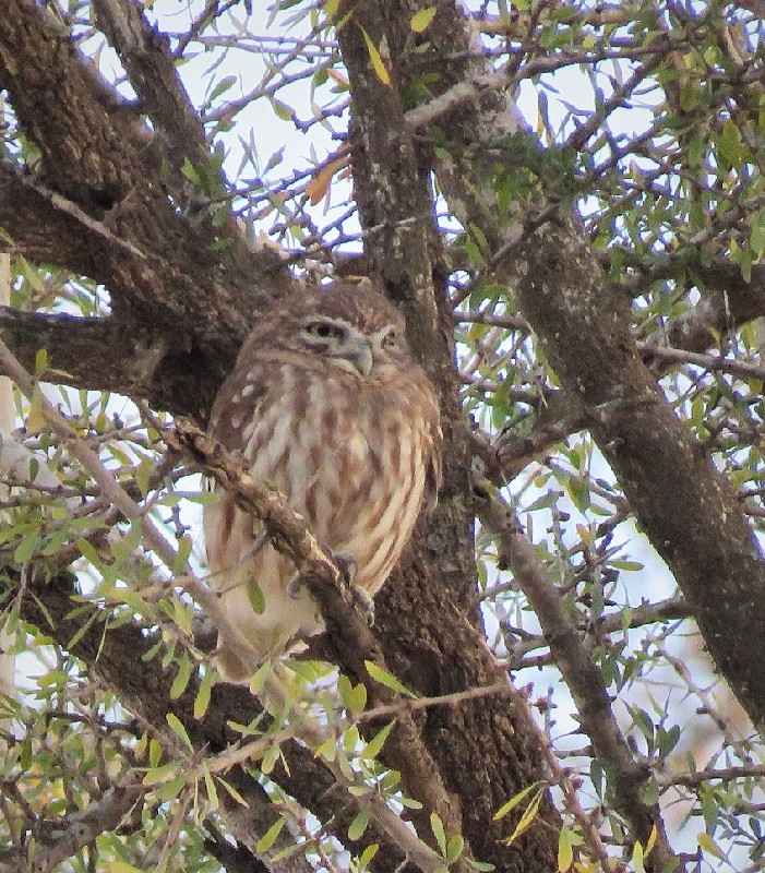 Little Owl roosting in Argan tree