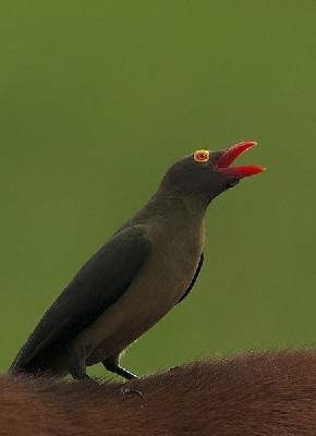 Red-billed Oxpecker on cattle