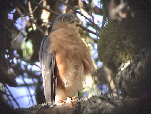 Rufous-chested Sparrowhawk near nest