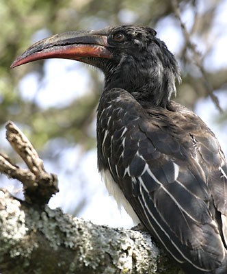 Hemprich's Hornbill