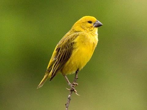 1s gruppovaya obrabotka spravochnikov i dokumentov upravlyaemie formi